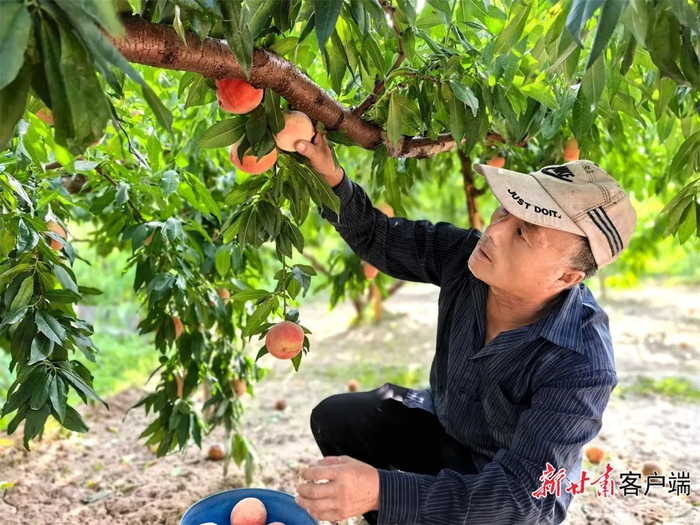 桃农魏永平正忙着采摘。