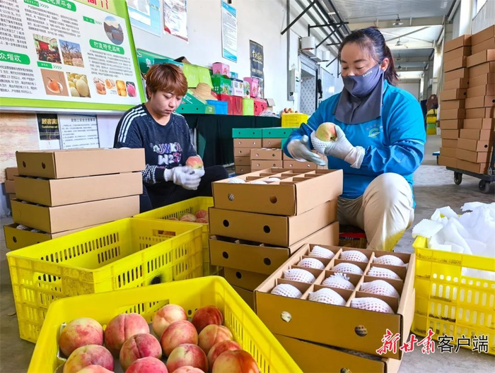 古树花村合作社工作人员忙着装箱。