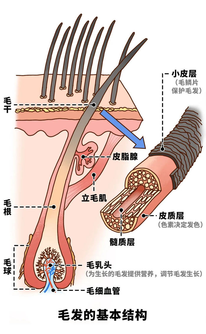 为啥有的人身上,总有几根特别长的毛?