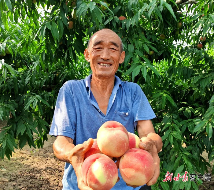 桃农魏智千家种了12亩桃树，今年收入可观。