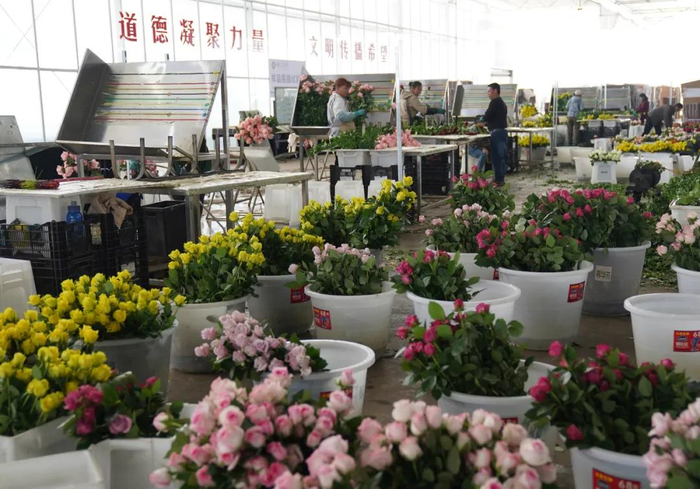 工人在丽江现代花卉产业园包装鲜花。梁志强 摄