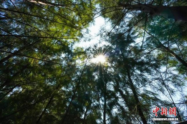 南海某岛礁上的大片木麻黄林。张大禹 摄