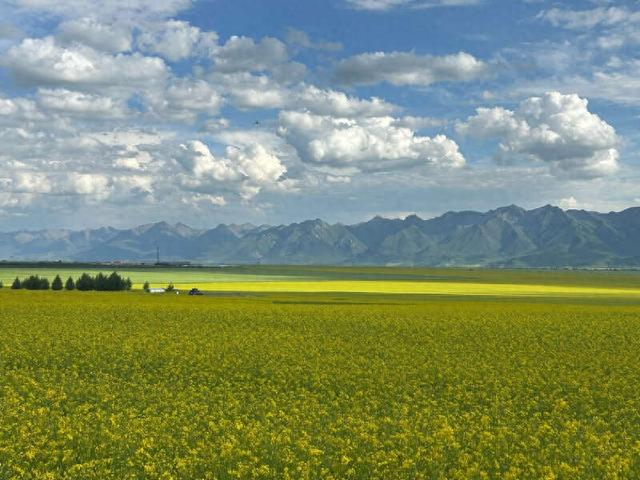 这是7月末青海省海北藏族自治州门源县的油菜花海。中青报·中青网记者 贾骥业/摄