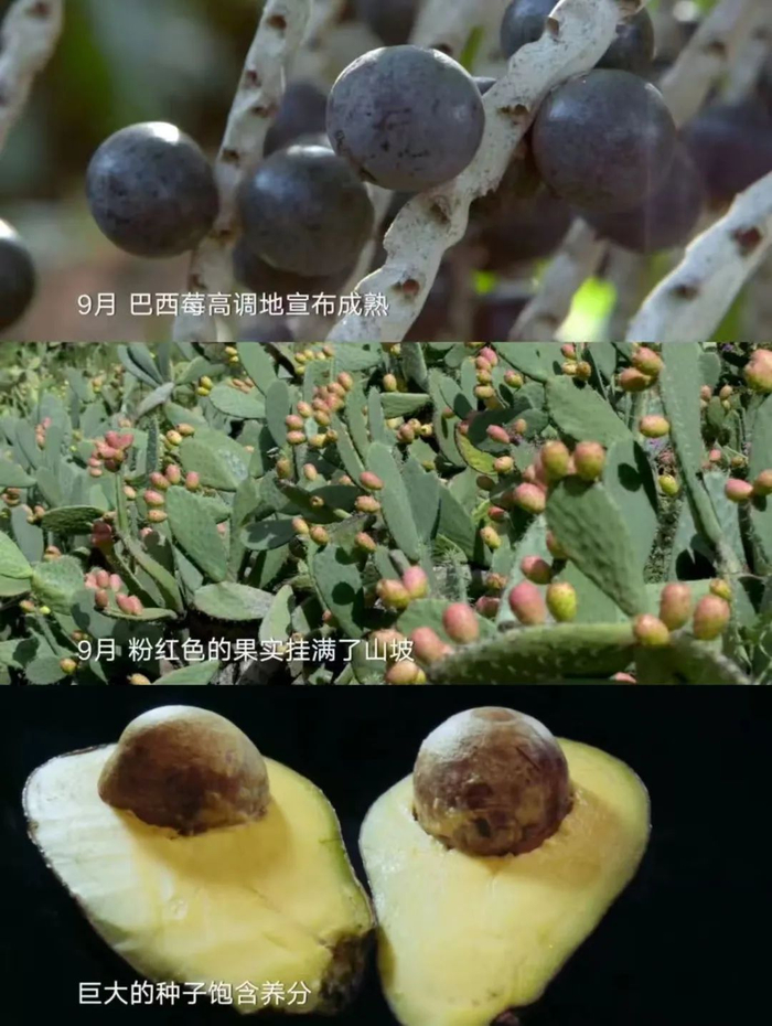 （图/《水果传》）
