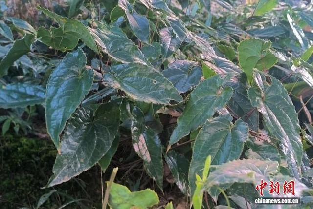 图为高燕镇种植的淫羊藿。青子新 摄