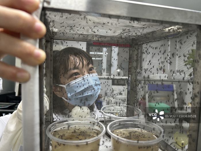 2025年8月4日，广州一实验室里，研究人员在观察蚊子生长状态。图片来源：视觉中国 