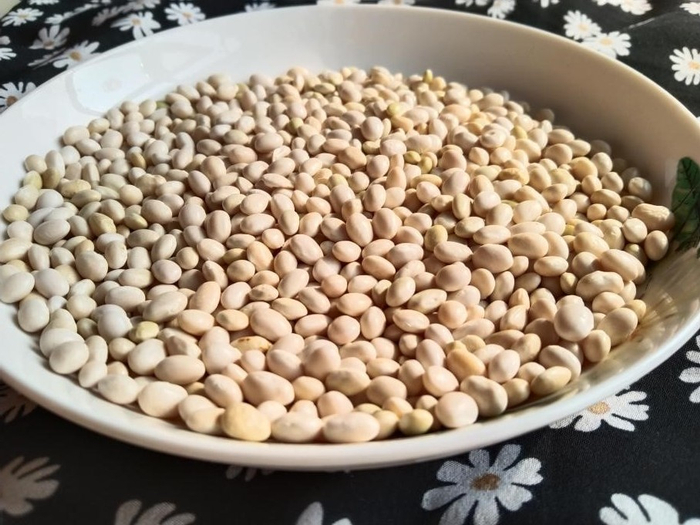 小白豆种子