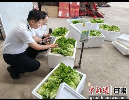 图为8月中旬，兰州海关所属天水海关关员对出境鲜生菜进行查验。魏珊珊 摄