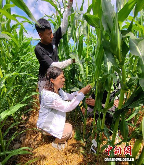 陈爱群常年投身于玉米制种、高产配套栽培的技术研究中。受访者供图