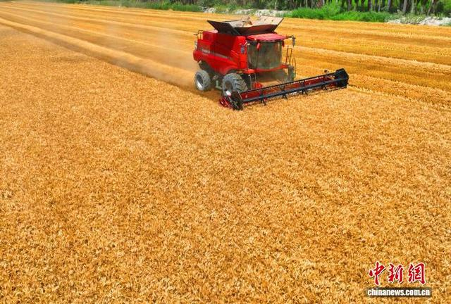 2024年新疆粮食总产达2330.2万吨，粮食单产524.8公斤、跃居全国第一。白克斌 摄