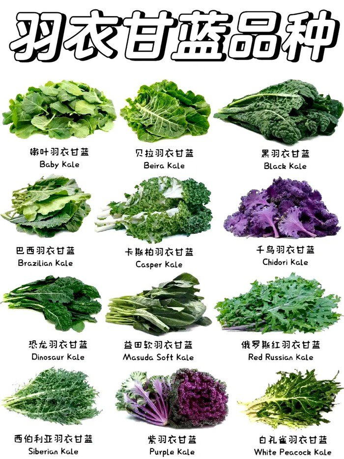 羽衣甘蓝的品种不完全分类 图源：小红书