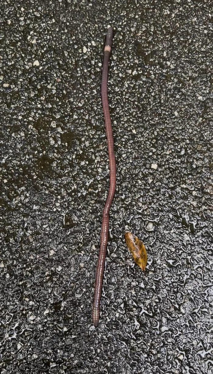 四川攀枝花雨后现"超级大蚯蚓":体长堪比成年人前臂,有小拇指那么粗
