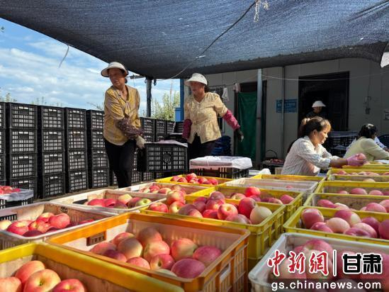 图为果农在分拣苹果。景洁 摄