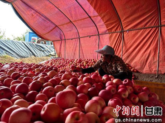 图为果农在分拣苹果。景洁 摄