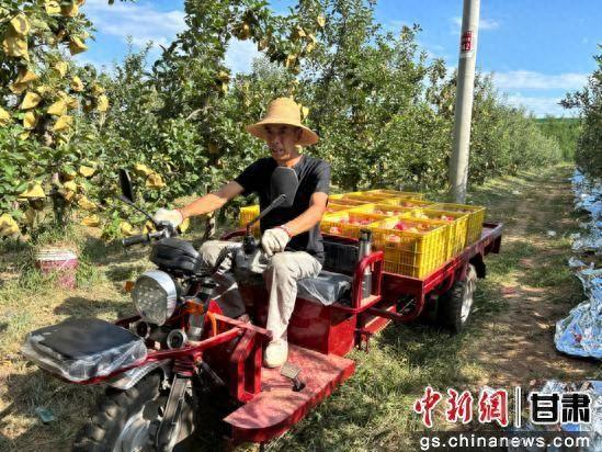 图为果农拉运苹果。景洁 摄