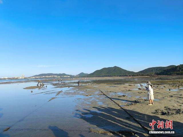 8月21日，游客在疍家渔排附近赶海。 中新网记者 张茜翼 摄