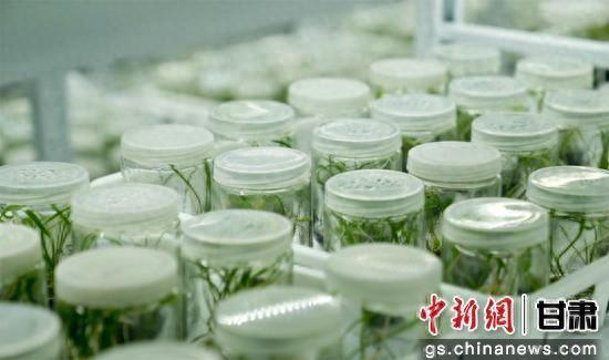 临夏州永靖县现代丝路寒旱农业科技示范园内场景。临夏州融媒体中心供图