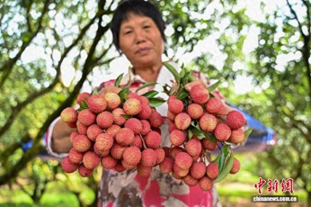 6月19日，广东茂名根子镇果农展示采摘的荔枝。 中新社记者 陈骥旻 摄