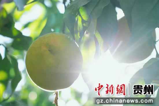 七星关区燕子口镇沔鱼河村黄桃基地，金灿灿沉甸甸的黄桃挂满枝头。 周禹杉 摄