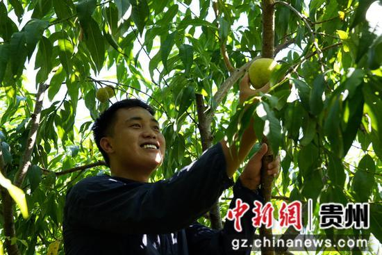 七星关区燕子口镇沔鱼河村黄桃基地，金灿灿沉甸甸的黄桃挂满枝头， 农户正在采摘3。周禹杉 摄