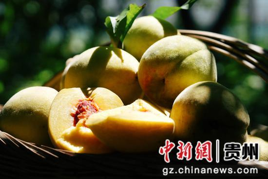 七星关区燕子口镇沔鱼河村黄桃基地，金灿灿沉甸甸的黄桃挂满枝头。 周禹杉 摄