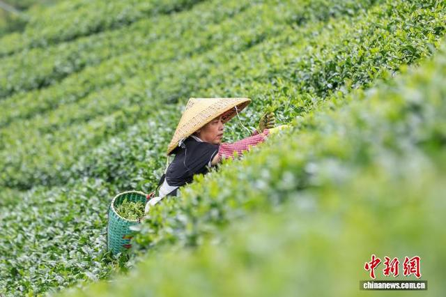 图为茶农们正在南山茶海茶园采摘茶叶。黎豪图 摄 