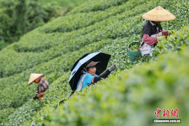 图为茶农们正在南山茶海茶园采摘茶叶。黎豪图 摄