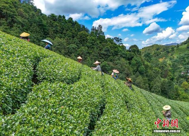 图为茶农们正在南山茶海茶园采摘茶叶。黎豪图 摄