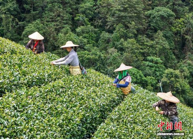 图为茶农们正在南山茶海茶园采摘茶叶。黎豪图 摄 