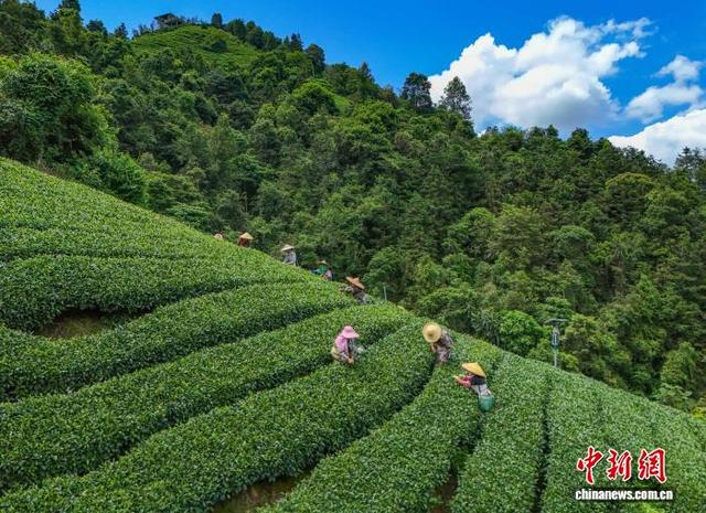 图为茶农们正在南山茶海茶园采摘茶叶。黎豪图 摄 
