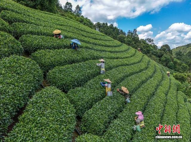 图为茶农们正在南山茶海茶园采摘茶叶。黎豪图 摄 