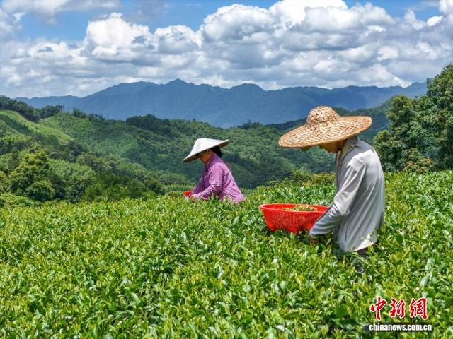 图为茶农们正在南山茶海茶园采摘茶叶。黎豪图 摄 