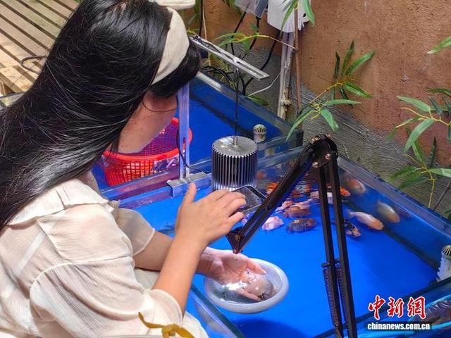 图为在闽侯县荆溪镇关中村，主播正在直播间介绍金鱼。 中新网记者 闫旭 摄