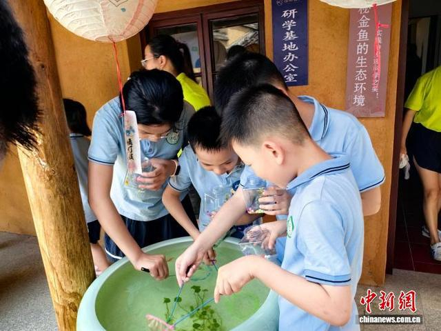 图为在国潮金鱼博物馆，学生们正在开展以金鱼为主题的研学活动。 中新网记者 闫旭 摄