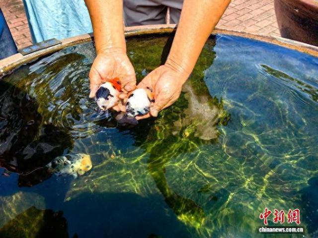图为潘氏观赏鱼养殖场里的奶牛兰寿。 中新网记者 闫旭 摄