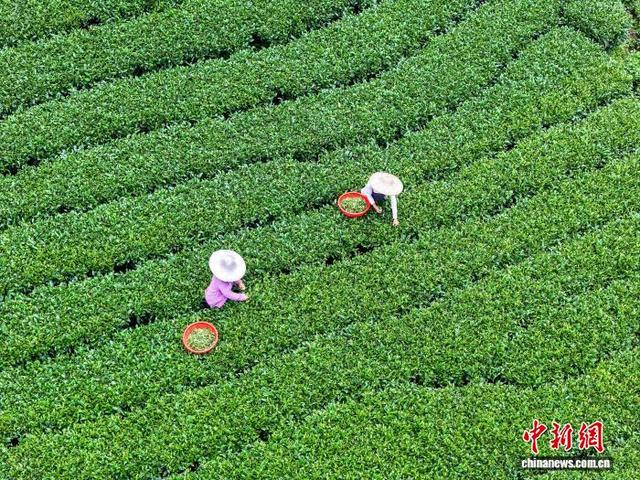 图为茶农们正在南山茶海茶园采摘茶叶。黎豪图 摄 