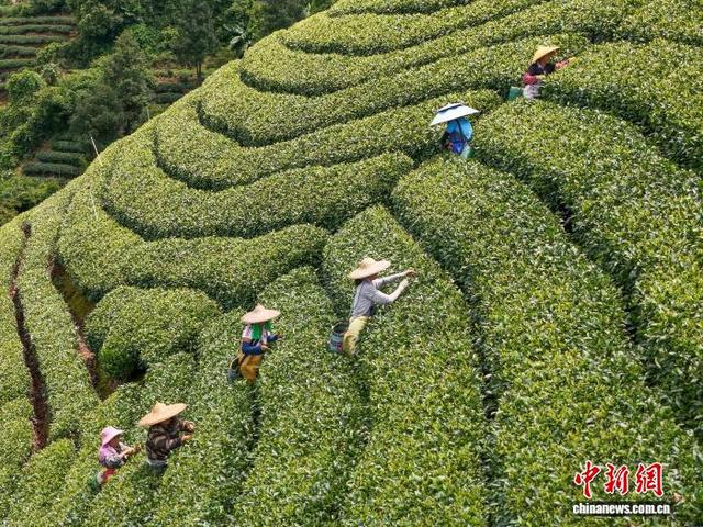图为茶农们正在南山茶海茶园采摘茶叶。黎豪图 摄 