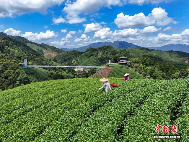 图为茶农们正在南山茶海茶园采摘茶叶。黎豪图 摄 