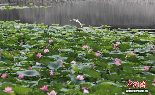 8月26日，白鹭在大运河畔河湾中飞翔。 田博 摄