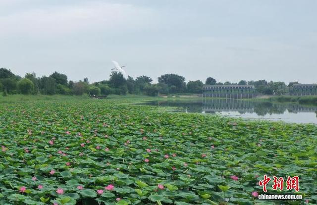8月26日，白鹭在大运河畔河湾中荷花间飞翔。 田博 摄