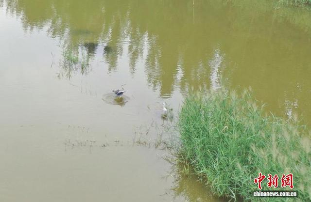 8月26日，白鹭在大运河畔河湾中觅食。（无人机照片） 马晟家 摄