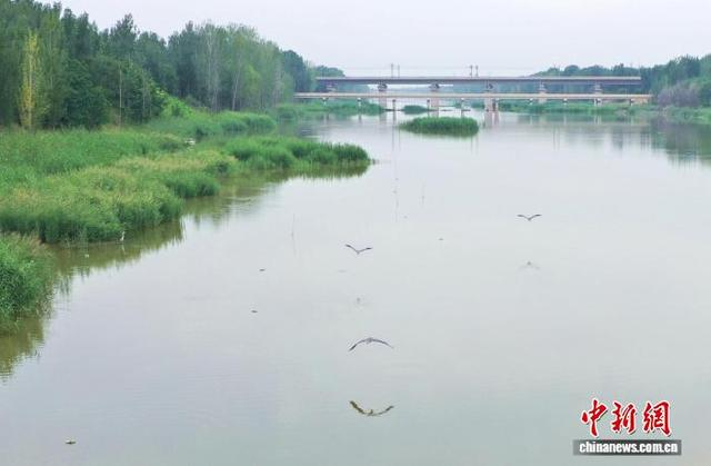 8月26日，白鹭在大运河畔河湾中飞翔。（无人机照片） 马晟家 摄