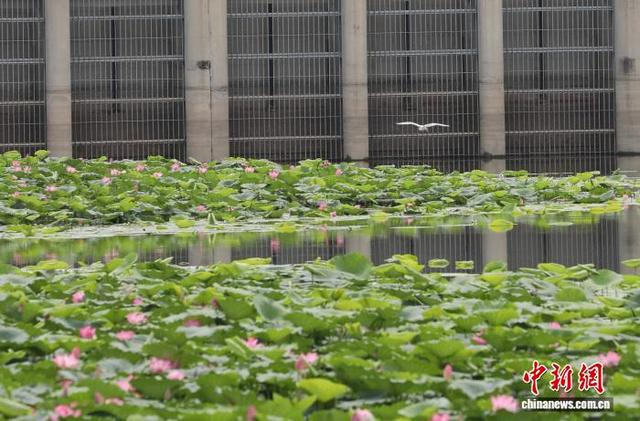 8月26日，白鹭在大运河畔河湾中荷花间飞翔。 田博 摄