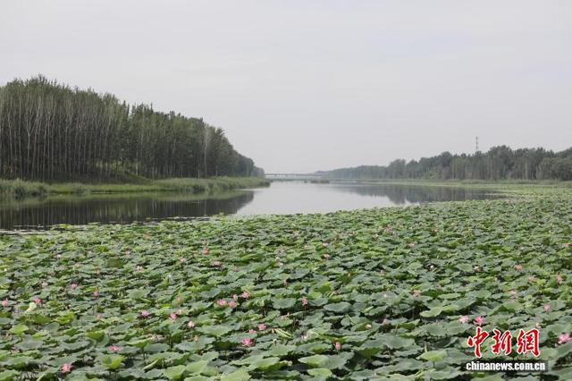 8月26日，荷花盛开的沧县大运河与南排河交汇处。 田博 摄