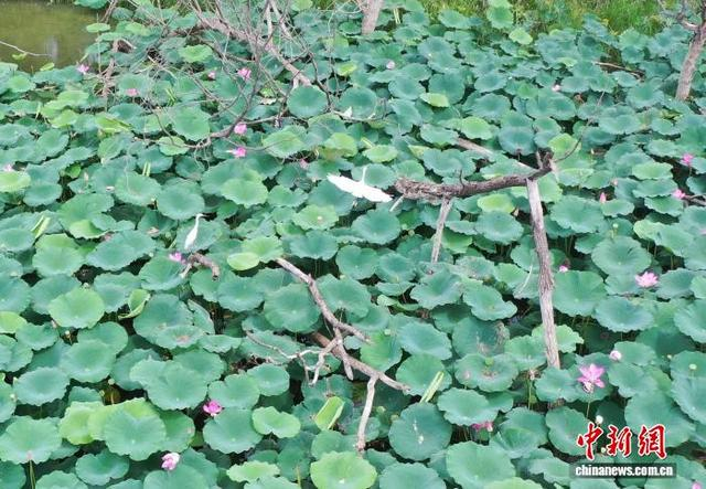 8月26日，白鹭在大运河畔荷花间嬉戏。（无人机照片） 马晟家 摄