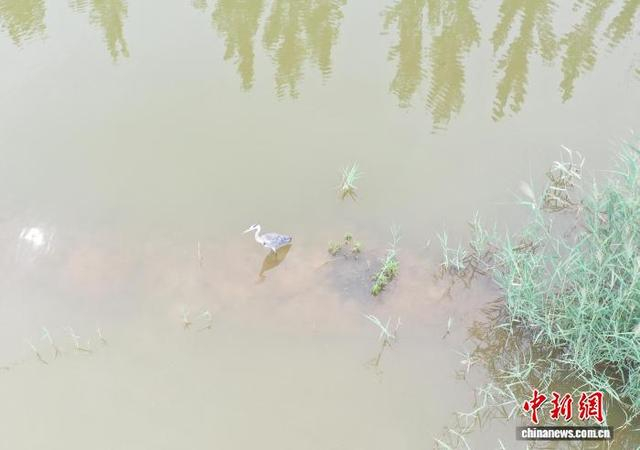8月26日，苍鹭在大运河畔河湾中觅食。（无人机照片） 马晟家 摄
