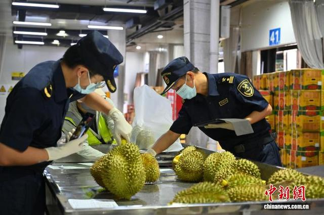图为友谊关海关人员查验进口榴莲。 俞靖 摄