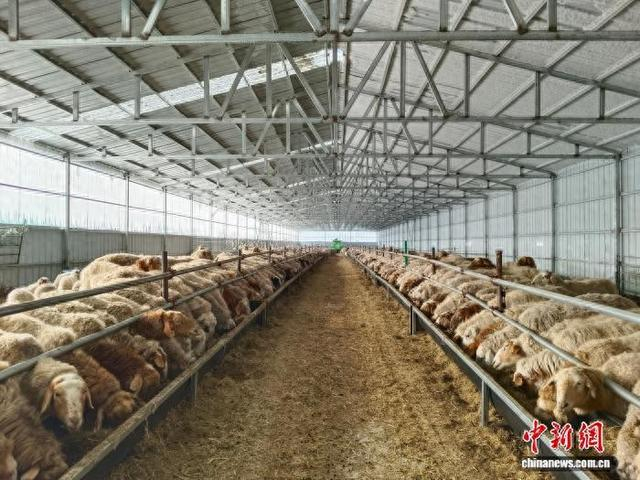 图为阿茹贡牧场实施“家庭牧场+舍饲半舍饲”的养殖模式。 陈巴尔虎旗融媒体中心供图