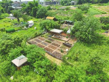 　　位于成都市双流区的共享菜园。 周宝 摄