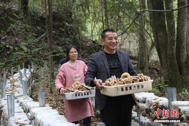 林下种植的木耳等食用菌产品迎来丰收。徐维栋 摄